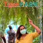 Jacqueline Fernandas Instagram - Tiger park @siambayshorepattaya @larkholidays_thailand @blessingtourschennai
