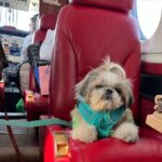 Kashish Singh Instagram - When everything seems to be going against you, remember that the airplane takes off against the wind, not with it. 🤝#privateplanes #dogsofinstagram #traveller #flyprivate #charter #pilot #yolo #20april2022 #adatetoremember #bellavitakashish 🧚🏻‍♀️🧚🏻‍♀️ Mumbai International Airport