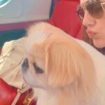 Kashish Singh Instagram - When everything seems to be going against you, remember that the airplane takes off against the wind, not with it. 🤝#privateplanes #dogsofinstagram #traveller #flyprivate #charter #pilot #yolo #20april2022 #adatetoremember #bellavitakashish 🧚🏻‍♀️🧚🏻‍♀️ Mumbai International Airport