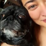 Kiran Rathod Instagram - Back to My first love ❤️ ❤️ ❤️ ❤️ ❤️ . . . . #love#lifelines#barfi#angel#mylove#pugs#pugsofinstagram#puglove#dog#dogsofinstagram#doglover#setmysoulonfire# 💝💖💗💓💞💕💟