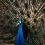 Lisa Ray Instagram - God might appear an amorphous entity, the universe chaotic but then we have peacocks. @ghoomakadh Colours of Nature and Celebrations 🥳 . . #peafowl #peacock #beautiful #feathers #dazzling #colorsofnature #colorsofindia #peacockofinstagram #naturephotography #peacocksofinstagram #bb_of_ig #natgeoyourshot #world_photography_hub #instabest_photography #earthcapture #incredibleindia #capturedoncanon #nationalbirdofindia #birdphotographersofindia #best_birds_photography #canonedge #sundernursery #birdphotography #instabirds #animalplanet #natgeoyourlens #yourlens #beautifulbirds #repostios #repostw10