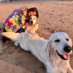 Madhuurima Instagram - My love for doggossss #love #puresoul #angel #explore