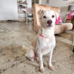 Neha Bhasin Instagram - Meet Whitey, the sweetest, naughtiest most lovable baby ever. My kind friend @preeti_simoes rescued him from a near death experience on a night out with @rajivadatia. Preeti has the kindest heart and has rescued and fostered many animals and helped them find a home. Awaiting a beautiful home for this baby too. My sweetest husband @zookthespook along with @tanishklalla have been fostering him with love at our studio while bling has been kind enough to Co exist ❤️