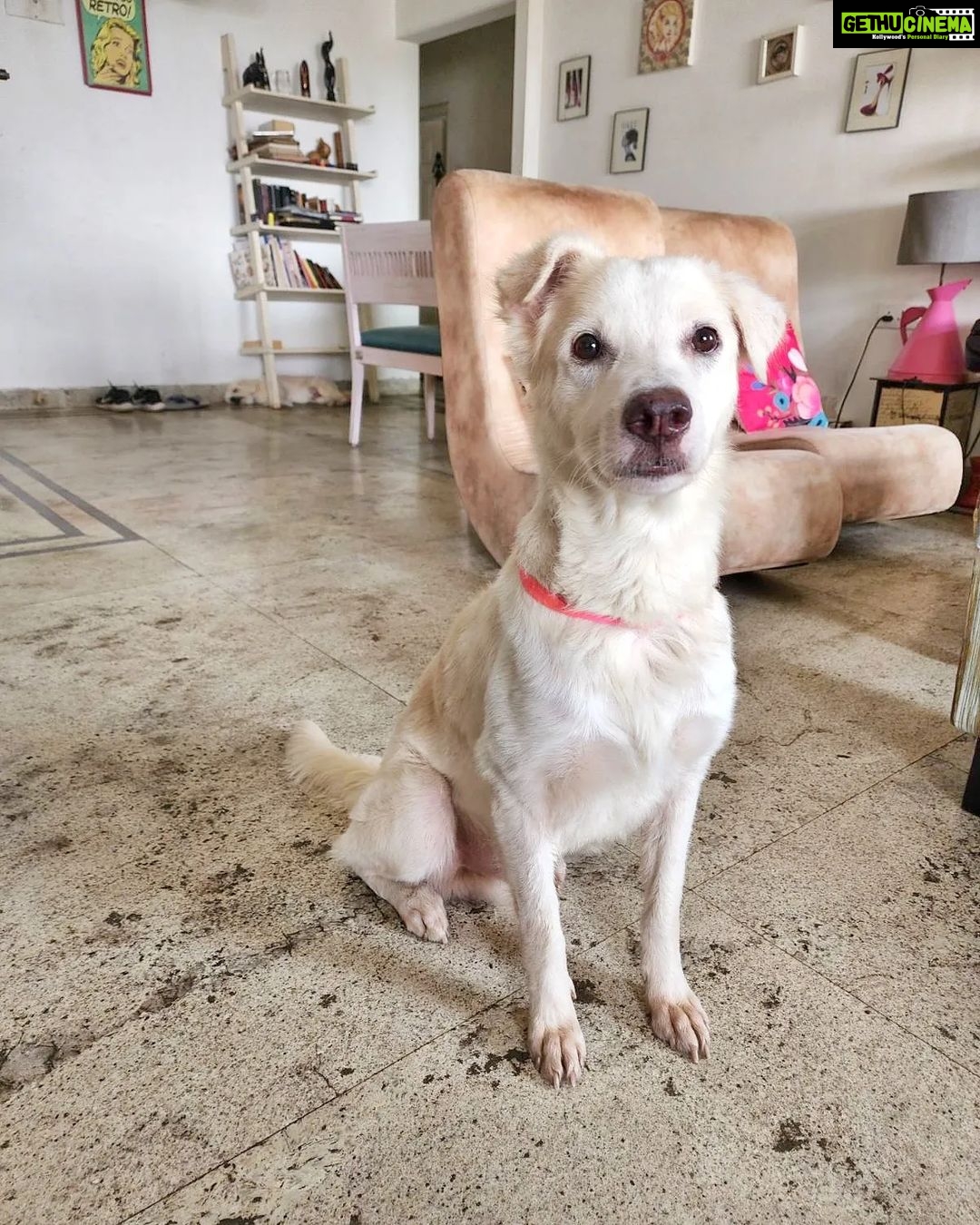 Neha Bhasin Instagram - Meet Whitey, the sweetest, naughtiest most lovable baby ever. My kind friend @preeti_simoes rescued him from a near death experience on a night out with @rajivadatia. Preeti has the kindest heart and has rescued and fostered many animals and helped them find a home. Awaiting a beautiful home for this baby too. My sweetest husband @zookthespook along with @tanishklalla have been fostering him with love at our studio while bling has been kind enough to Co exist ❤️