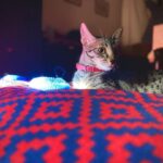 Pooja Devariya Instagram - Layla and 4pm’z. #tommyhilfiger #DishwashScrub #goldenhour #catsoﬁnstagram #cattitude #layla