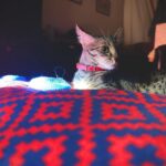 Pooja Devariya Instagram - Layla and 4pm’z. #tommyhilfiger #DishwashScrub #goldenhour #catsoﬁnstagram #cattitude #layla