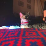 Pooja Devariya Instagram - Layla and 4pm’z. #tommyhilfiger #DishwashScrub #goldenhour #catsoﬁnstagram #cattitude #layla