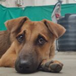 Rashmi Gautam Instagram - Hello people I'm Goldie I'm very sweet and friendly with everyone all I need is hooman and food. Loves to get pampered @rashmigautam have rescued me from streets all my siblings died I'm the only one Survived from the litter. I'm looking for a good home where I can be loved forever 🥰💖 If your reading this please come forward and adopt me or share this post and help me find my home✨ To adopt me WhatsApp or call on +917842227344 #adoptindies #adoptdontshop #indiesarethebest #rescued #compassion #adoptionsaveslives Hyderabad