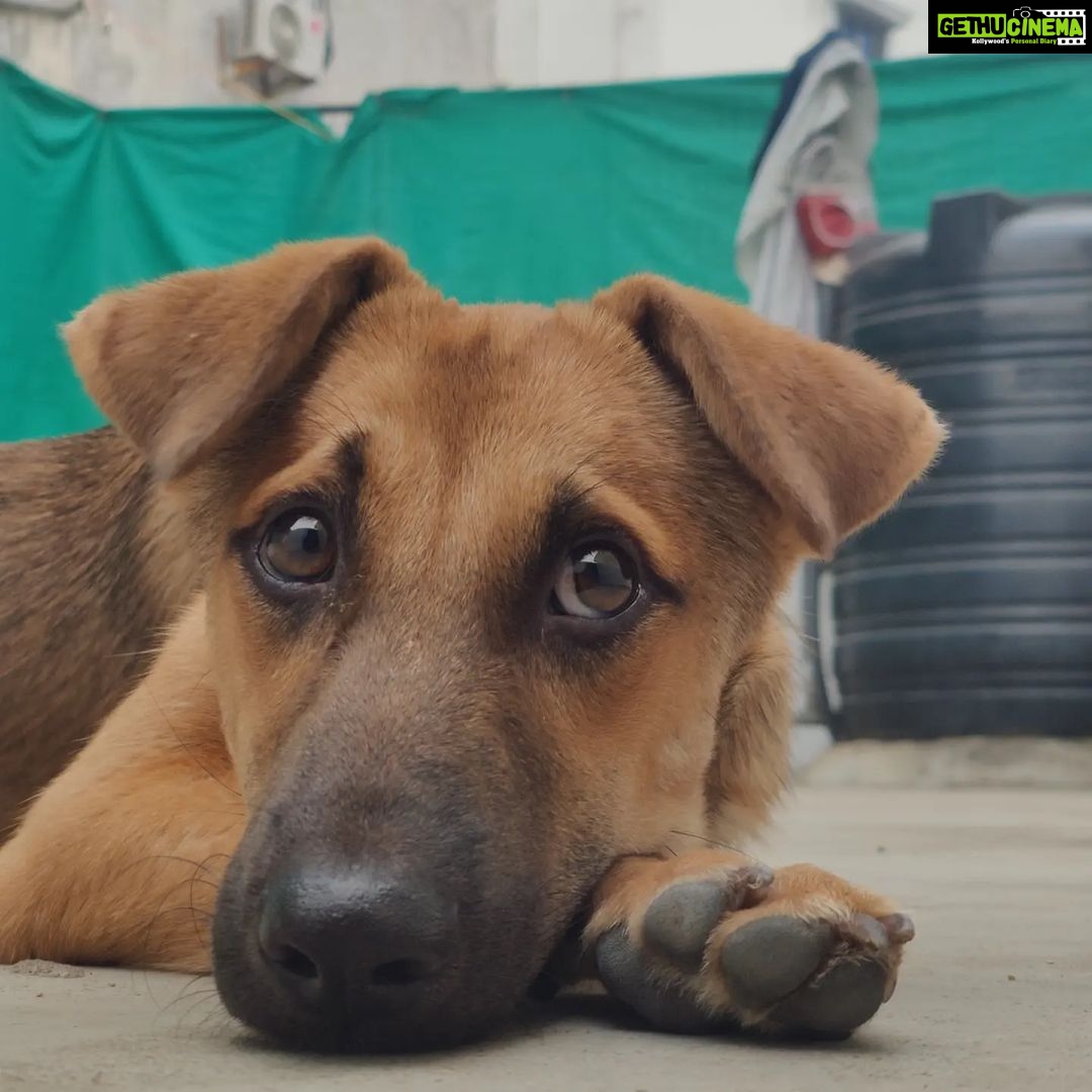 Rashmi Gautam Instagram - Hello people I'm Goldie I'm very sweet and friendly with everyone all I need is hooman and food. Loves to get pampered @rashmigautam have rescued me from streets all my siblings died I'm the only one Survived from the litter. I'm looking for a good home where I can be loved forever 🥰💖 If your reading this please come forward and adopt me or share this post and help me find my home✨ To adopt me WhatsApp or call on +917842227344 #adoptindies #adoptdontshop #indiesarethebest #rescued #compassion #adoptionsaveslives Hyderabad