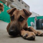 Rashmi Gautam Instagram - Hello people I'm Goldie I'm very sweet and friendly with everyone all I need is hooman and food. Loves to get pampered @rashmigautam have rescued me from streets all my siblings died I'm the only one Survived from the litter. I'm looking for a good home where I can be loved forever 🥰💖 If your reading this please come forward and adopt me or share this post and help me find my home✨ To adopt me WhatsApp or call on +917842227344 #adoptindies #adoptdontshop #indiesarethebest #rescued #compassion #adoptionsaveslives Hyderabad