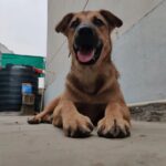 Rashmi Gautam Instagram - Hello people I'm Goldie I'm very sweet and friendly with everyone all I need is hooman and food. Loves to get pampered @rashmigautam have rescued me from streets all my siblings died I'm the only one Survived from the litter. I'm looking for a good home where I can be loved forever 🥰💖 If your reading this please come forward and adopt me or share this post and help me find my home✨ To adopt me WhatsApp or call on +917842227344 #adoptindies #adoptdontshop #indiesarethebest #rescued #compassion #adoptionsaveslives Hyderabad