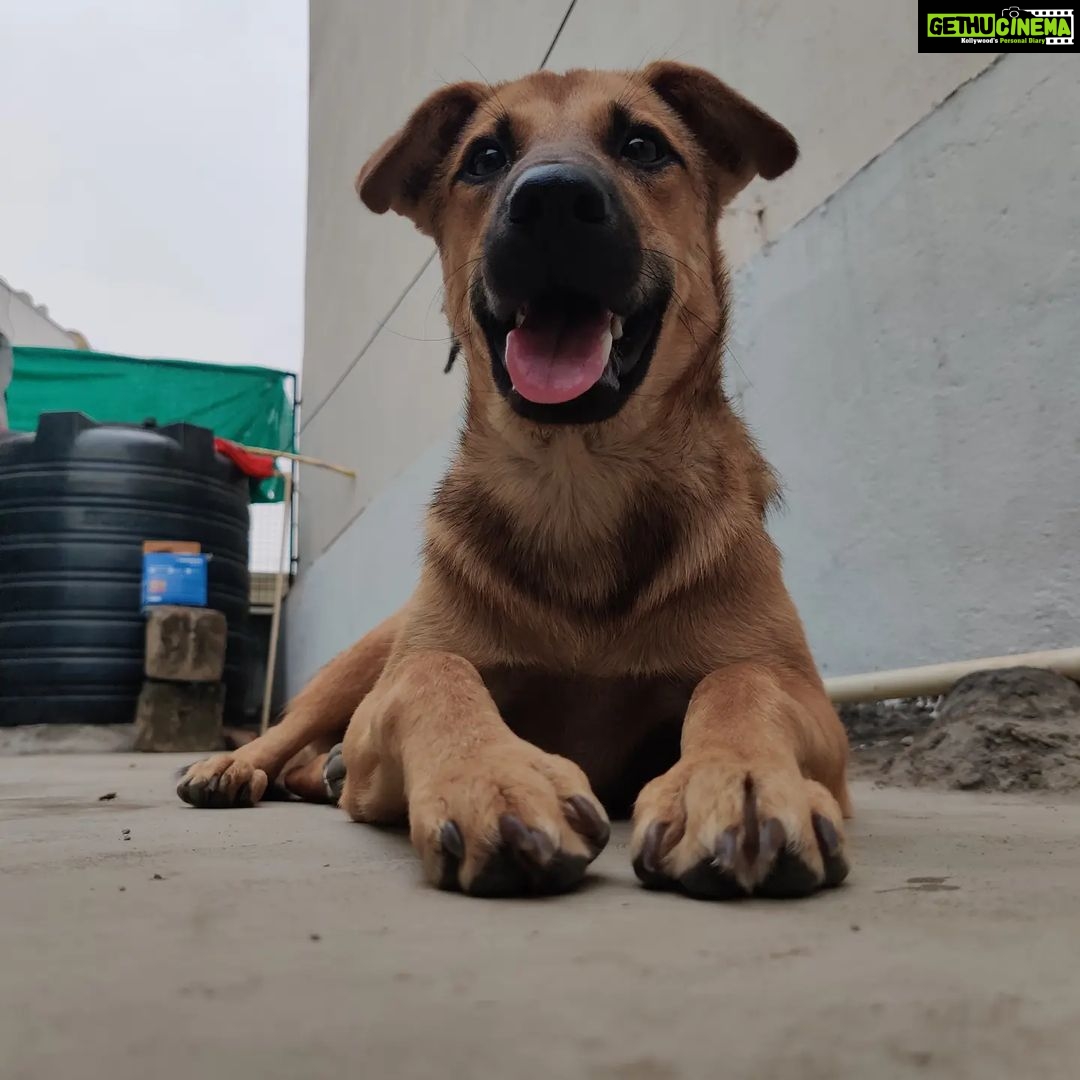 Rashmi Gautam Instagram - Hello people I'm Goldie I'm very sweet and friendly with everyone all I need is hooman and food. Loves to get pampered @rashmigautam have rescued me from streets all my siblings died I'm the only one Survived from the litter. I'm looking for a good home where I can be loved forever 🥰💖 If your reading this please come forward and adopt me or share this post and help me find my home✨ To adopt me WhatsApp or call on +917842227344 #adoptindies #adoptdontshop #indiesarethebest #rescued #compassion #adoptionsaveslives Hyderabad