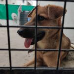 Rashmi Gautam Instagram - Hello people I'm Goldie I'm very sweet and friendly with everyone all I need is hooman and food. Loves to get pampered @rashmigautam have rescued me from streets all my siblings died I'm the only one Survived from the litter. I'm looking for a good home where I can be loved forever 🥰💖 If your reading this please come forward and adopt me or share this post and help me find my home✨ To adopt me WhatsApp or call on +917842227344 #adoptindies #adoptdontshop #indiesarethebest #rescued #compassion #adoptionsaveslives Hyderabad
