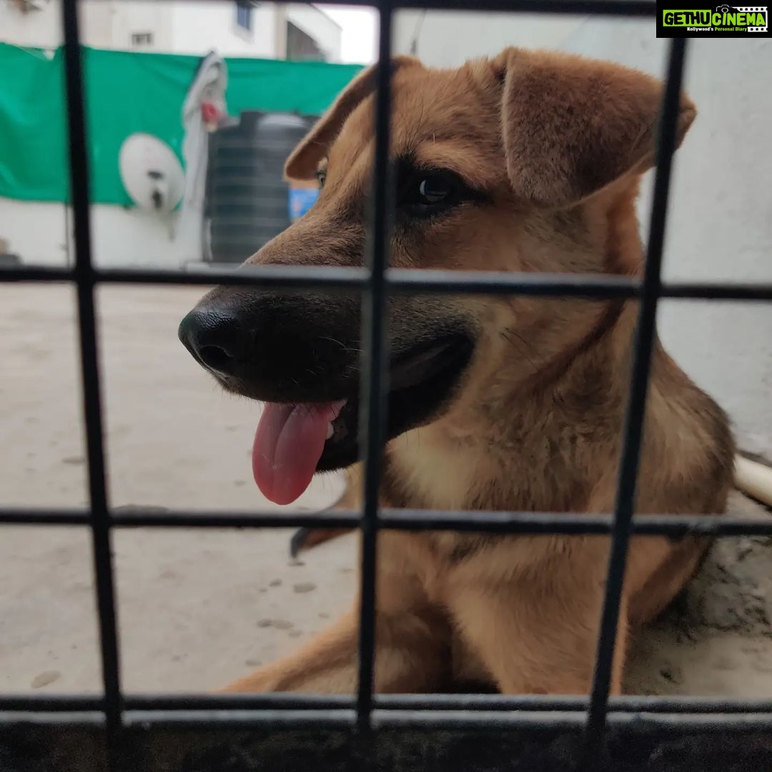 Rashmi Gautam Instagram - Hello people I'm Goldie I'm very sweet and friendly with everyone all I need is hooman and food. Loves to get pampered @rashmigautam have rescued me from streets all my siblings died I'm the only one Survived from the litter. I'm looking for a good home where I can be loved forever 🥰💖 If your reading this please come forward and adopt me or share this post and help me find my home✨ To adopt me WhatsApp or call on +917842227344 #adoptindies #adoptdontshop #indiesarethebest #rescued #compassion #adoptionsaveslives Hyderabad