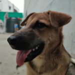 Rashmi Gautam Instagram - Hello people I'm Goldie I'm very sweet and friendly with everyone all I need is hooman and food. Loves to get pampered @rashmigautam have rescued me from streets all my siblings died I'm the only one Survived from the litter. I'm looking for a good home where I can be loved forever 🥰💖 If your reading this please come forward and adopt me or share this post and help me find my home✨ To adopt me WhatsApp or call on +917842227344 #adoptindies #adoptdontshop #indiesarethebest #rescued #compassion #adoptionsaveslives Hyderabad
