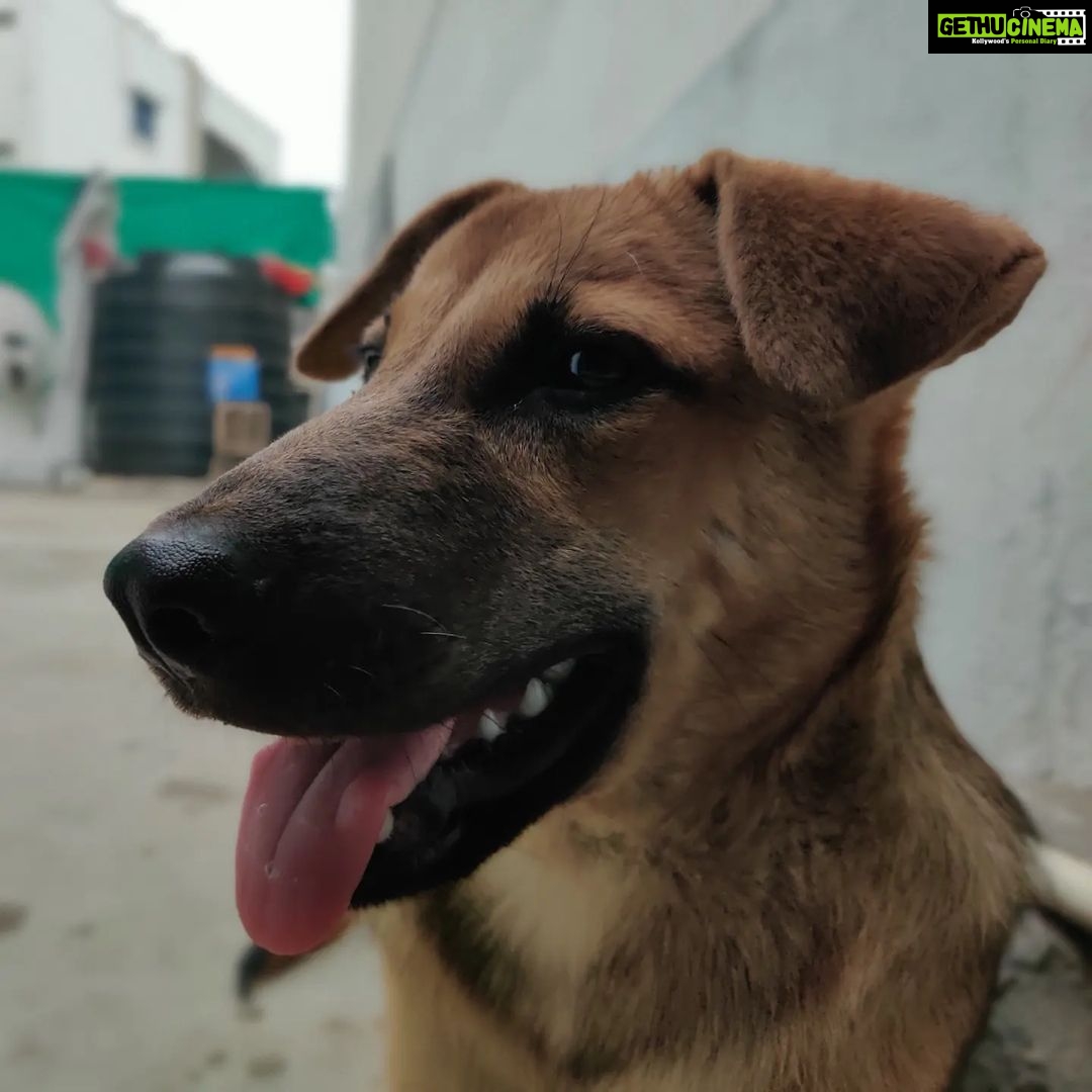 Rashmi Gautam Instagram - Hello people I'm Goldie I'm very sweet and friendly with everyone all I need is hooman and food. Loves to get pampered @rashmigautam have rescued me from streets all my siblings died I'm the only one Survived from the litter. I'm looking for a good home where I can be loved forever 🥰💖 If your reading this please come forward and adopt me or share this post and help me find my home✨ To adopt me WhatsApp or call on +917842227344 #adoptindies #adoptdontshop #indiesarethebest #rescued #compassion #adoptionsaveslives Hyderabad