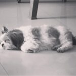 Reshmi Menon Instagram - A part of me went on to sleep forever. I’ll miss you pixie baby. Our home will never be the same without you 💔