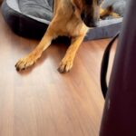 Rukmini Vijayakumar Instagram - Our baby’s scared of lots of things … musical instruments, big balls, mirrors, suitcases , being left alone ♥️…. Our big furry puppy . Only 11 months now… 😊 #kong #adventures #gsd #growingup #love #puppy #dogmom