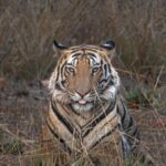 Sadha Instagram - Cute and ferocious at the same time! 😀Jamhol male… The rising star of Bandhavgarh…. 🐅 Thank you @junglee_traveller for post processing this one ☺️💚 #tigersofbandhavgarh #bandhavgarh #bandhavgarhnationalpark #bandhavgarhtigerreserve #mptourism #junglesafari #safari #wildlife #wildlifephotography #bigcats #tigers #love #passion #mylife #sadaasgreenlife #jungleetraveller #natgeo #natgeowild #naturephotography #naturelovers #natgeotravel #natgeotraveller Bandhavgarh Tiger Reserve