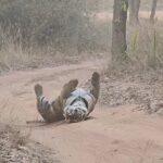 Sadha Instagram – THEN v/s NOW …. The transformation JAMHOL Male has made in 6 months is mind blowing! 😀

In Oct ‘21 during my 1st trip to Bandhavgarh, in the very 1st early morning safari, Jamhol was the 1st tiger we sighted. He had welcomed me in his land with a mock charge and I could make video of only a second. 😀

This time, April ‘22 he gave us 2 unbelievable sightings on 2 consecutive days, both times he was calm, confident and bold.. He gave soooo much time that my memory card went full just because of him.. This video only has a snippet from one of his sightings.. There’s so much more.. 😀

Truly a unique tiger who’s been taking care of Dotty’s Cub for many months now, JAMHOL has my heart for more than a reason… A KING IN THE MAKING! 

@nikonindiaofficial @nikonasia @natgeotravellerindia @natgeoindia @natgeowild 

#natgeo #nikonphotography #nikonz6 #sadaasgreenlife #mylife #intothewild #blessed #gratitude #jungle #wildlife #bigcats #tiger #jungleetraveller #bandhavgarh #bandhavgarhnationalpark #tigersofbandhavgarh #wild #jamhol #wildlifephotography #planetearth #savethetigers Bandhavgah Tiger Reserve