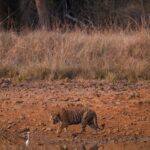 Sadha Instagram - New Ruler Alert - BALRAM ! Over the past few years, this place at Tadoba has seen numerous male tigers come and go. What has perhaps remained constant are Pandharpauni and MAYA. In recent past, this new male tiger popularly being called as Balram has been wandering around the meadows and both the lakes of PP with the bold Queen MAYA. At first this guy was very shy but off late he has got used to vehicles around him. Hoping that he stays there for next few years ! . . . #tiger #tigers #wildtiger #wildtigers #natgeo #natgeo100contest #natgeoyourshot #incredibleindia #indianwildlife #indianwildlifeofficial #indianwildlifeenthusiast #indianafricanwildlife #animalplanet #discoverychannel #bbcearth #tigerreserve #canon #canon600d #canonindia #canonindiaofficial #catsofinstagram #bigcats #wildlifephotography #wildlife #tigerreserve @natgeowild @naturein_focus @natgeoyourshot @natgeo @animalplanet @animalplanetindia @discovery @discoverychannelin @bbcearth @sonybbcearth @claws.n.wings @best_of_claw @savethetigerindia @indianwildlifeofficial @wildlife_conservation_official @incredibletadoba @incredibleindia @zealwildlife @canonindia_official @bigcatsindia @indian_wildlifes Tadoba-Andhari Tiger Reserve