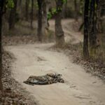 Sadha Instagram - The only kind of road block we look forward to.. 😀 Bandhavgarh was very special this time! After we finished sighting Jamhol who put a great show, we were about to head out as the time was up, this is what we got… Dotty’s cub sleeping away to glory in the middle of the road. This is her regular thing to do mentioned @ravi_bandhavgarh as he was almost panicking because we were already late. But were we complaining? 🙈 She gave us a lot of adorable moments to capture & cherish. Already a bold cub she spends time by herself and is also unaffected by human presence. No wonder it took a while for her to get up and give us way.. @nikonindiaofficial @nikonasia @nikonz6 #mynikonlife #nikonphotography #nikon #nikonz6 #sadaasgreenlife #wildlife #nature #natgeo #bigcats #tiger #bandhavgarh #mptourism #travelphotography #mylife