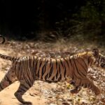 Sadha Instagram – The most difficult one from Bandhavgarh, Chakradhara male, who doesn’t like to be photographed. First time  spotted him in Tala near Dumnar in October 2021, but he crossed the road quickly before I could realise I saw him. This time he did the same thing at the same spot but luckily could capture 🙏
He has been fathering the cubs of Spotty who have grown into adults ready to separate and takeover. Story to be continued in the next post ♥️
.
.
.
.
#jungleetraveller #bandhavgarh #wildlifephotography #tour #jungle #stripes #mptourism @mptfs.official @mptourism @ravi_bandhavgarh @tigers_of_bandhavgarh @bandhavgarh_stripes Bandhavgarh National Park