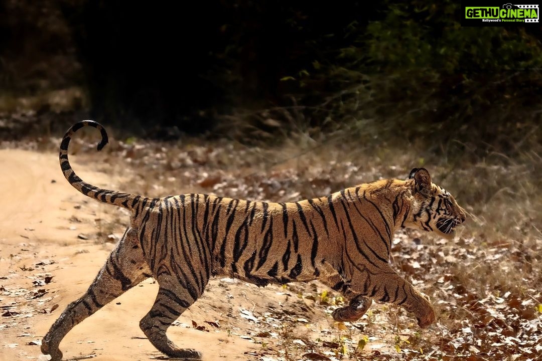 Sadha Instagram - The most difficult one from Bandhavgarh, Chakradhara male, who doesn’t like to be photographed. First time spotted him in Tala near Dumnar in October 2021, but he crossed the road quickly before I could realise I saw him. This time he did the same thing at the same spot but luckily could capture 🙏 He has been fathering the cubs of Spotty who have grown into adults ready to separate and takeover. Story to be continued in the next post ♥️ . . . . #jungleetraveller #bandhavgarh #wildlifephotography #tour #jungle #stripes #mptourism @mptfs.official @mptourism @ravi_bandhavgarh @tigers_of_bandhavgarh @bandhavgarh_stripes Bandhavgarh National Park