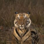 Sadha Instagram – The new rising star of Magadhi, son of Mahaman male and these days guardian to Dotty’s daughters, the behavior of the tigers of Bandhavgarh never fail to surprise us❤
 #jungleetraveller 
@ravi_bandhavgarh
@tigers_of_bandhavgarh . 
. 
.
. 
#bandhavgarh #wildlifephotography Bandhavgarh National Park
