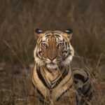 Sadha Instagram - The new rising star of Magadhi, son of Mahaman male and these days guardian to Dotty's daughters, the behavior of the tigers of Bandhavgarh never fail to surprise us❤ #jungleetraveller @ravi_bandhavgarh @tigers_of_bandhavgarh . . . . #bandhavgarh #wildlifephotography Bandhavgarh National Park