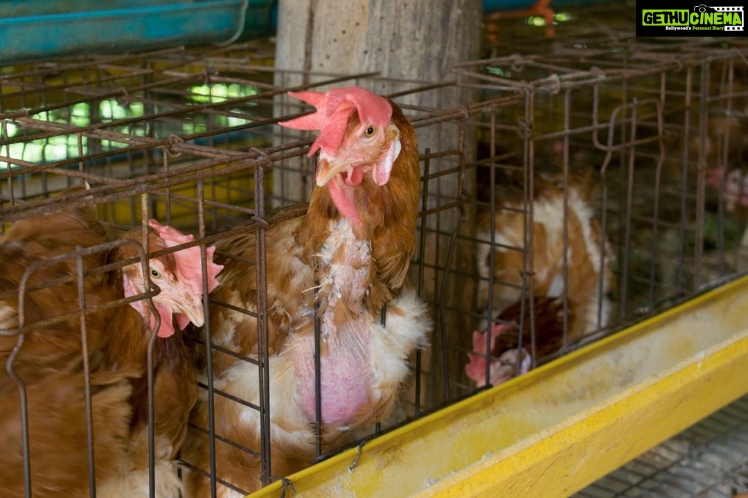 Sadha Instagram - 31.9 crore hens in India, are forced to live in barren, wire mesh cages called battery cages. Battery caged hens suffer horrendous physical illness, paralysis and untimely, painful deaths. Please be kind to these birds by signing this petition to #BanBatteryCages - change.org/BanBatteryCages" @mfa_india #liveandletlive #mercyforanimals #compassion #kindness #crueltyfree #vegan #veganforlife #veganforanimals #ethicalvegan