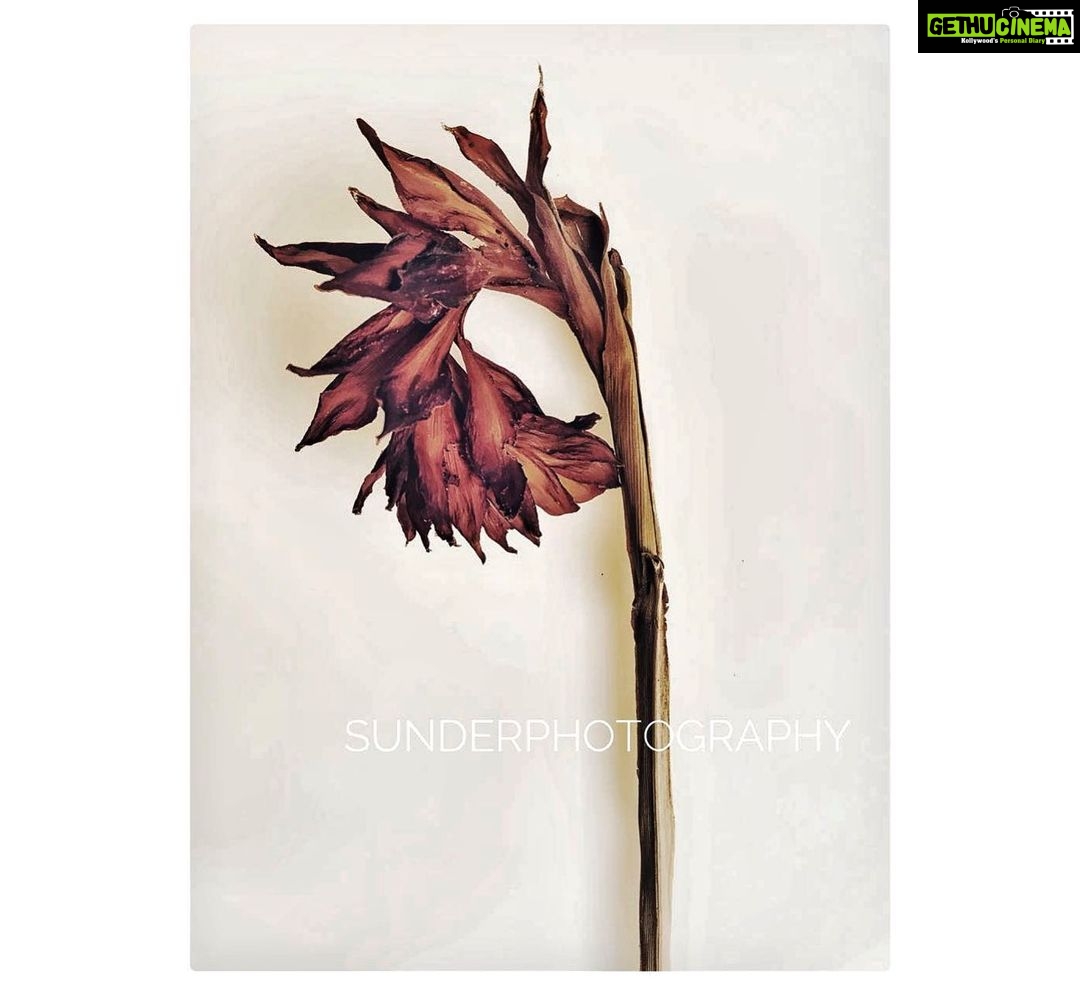 Sunder Ramu Instagram - You looked “hot” when you were young. Fresh fragrance. Firm petals, looking proud, knowing that everyone was looking at you with envy. Adorned the mantelpiece like a trophy for everyone to admire.You stood out in the crowd. Among the less expensive flowers in the arrangement. The support cast. But when you dried up and were less desirable and the time came to replace you with younger fresher flowers, I couldn’t get myself to discard you. As you wrinkled up and bent over but stayed my constant companion, I couldn’t help but but look at you and notice how graceful and elegant you grew everyday. There is something so quiet and peaceful about watching you out of the bunch that were competing for space in the expensive, pretentious vase. Maybe if I had given all of them the space and time that I gave you, they would’ve grown beautiful too. But I’m happy I have you. That it’s you I see in different patches of light through all the good times and bad. Oblivious to my gaze. I wonder if you have grown more beautiful with age or if my eyes have gotten wiser to the idea of beauty. Either way I’m glad you are in my life.