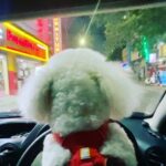 Sunder Ramu Instagram – Just a fluff ball  taking me out for a drive 🤷🏻‍♂️