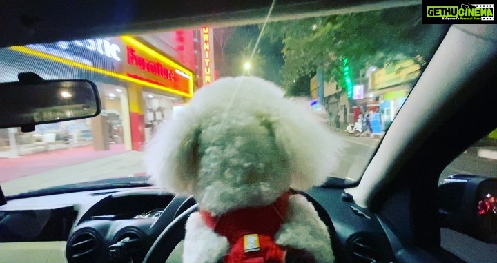 Sunder Ramu Instagram - Just a fluff ball taking me out for a drive 🤷🏻♂️