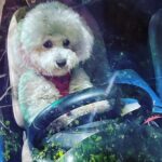 Sunder Ramu Instagram - Just a fluff ball taking me out for a drive 🤷🏻‍♂️