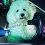 Sunder Ramu Instagram – Just a fluff ball  taking me out for a drive 🤷🏻‍♂️