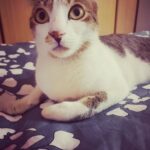 Tanushree Dutta Instagram - This face should be a meme! Perfect capture moment...liken say..what?? Wtf did I just hear?? #happythegrannyvibelittlecat