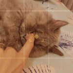 Vaani Kapoor Instagram - It was love at first sight 😻 love for a lifetime! #petday #catsagram #purrfect relationship ❤️