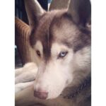 Walter Philips Instagram – When I needed a hand, I found your paw 🐾 #daemon #huskiesofinstagram #huskies #huskylove #husky #siberianhusky #blueeyes #dogoftheday #dogstagram #dog #dogpics #doglovers #instadog #chennai #tuticorin