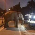 Aaron Aziz Instagram - Gajah pun keluar cari #AksoGT yg VapeDon dah tanam. Korang mana? Lemah….. @officialaksomalaysia #aksogt3500 #AksoGTAASeries #TheVapeDon ( Gambar credit Himpunan Cerita Lawak FB)
