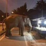 Aaron Aziz Instagram – Gajah pun keluar cari #AksoGT yg VapeDon dah tanam. Korang mana? Lemah….. @officialaksomalaysia #aksogt3500  #AksoGTAASeries #TheVapeDon ( Gambar credit Himpunan Cerita Lawak FB)