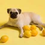 Adah Sharma Instagram - When life gives you lemons..... you...??? , , , Shot by @faizialiphotography Styled by @juhi.ali Hair @snehal_uk Wearing @houseofdk @skechersindia @victoriassecret , , #100YearsOfAdahSharma #adahsharma #whenlifegivesyoulemons #lime