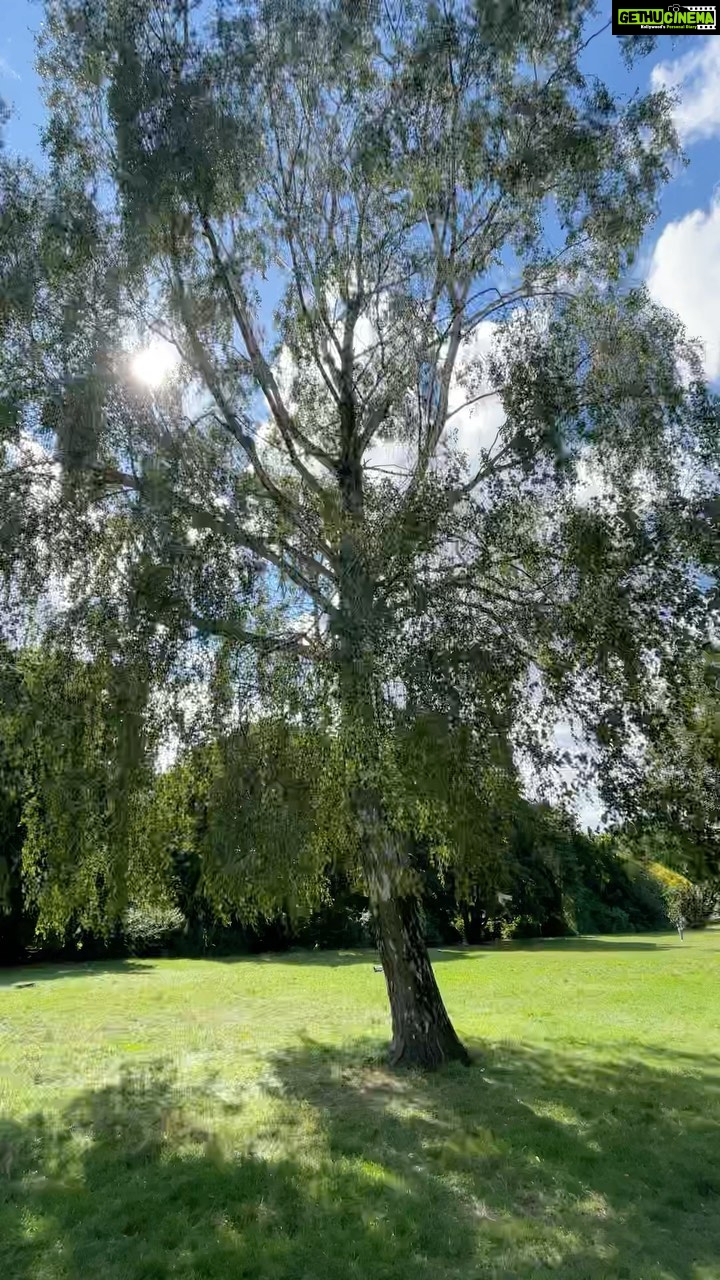 Aditi Chengappa - 196 Likes - Everything will be fine 🌳
.
.
.
#sunshine #ilovetrees #trees #nature #ilovenature #naturelovers #reels #berlin #relax