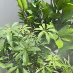 Aditi Chengappa Instagram – Morning mist 🌿🌿
.
.
.
#plantlover #relax #calm #peaceful #peace #gardening #plantlovers #plantreels #plants Delhi, India