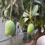 Aditi Chengappa Instagram – 🥭 🥭 🥭 under the shade of mango trees 
.
.
.
#mango #mangomango #trees #ilovetrees #nature #naturelovers #reels #relax #calm #meditate