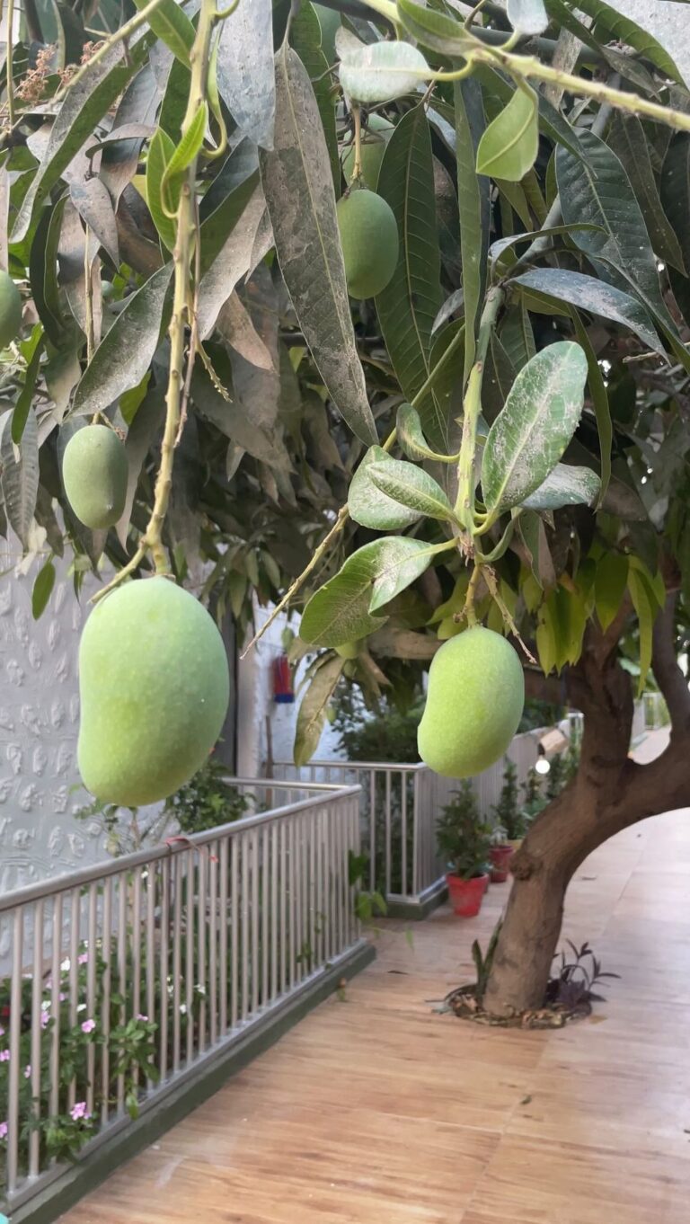Aditi Chengappa Instagram - 🥭 🥭 🥭 under the shade of mango trees . . . #mango #mangomango #trees #ilovetrees #nature #naturelovers #reels #relax #calm #meditate