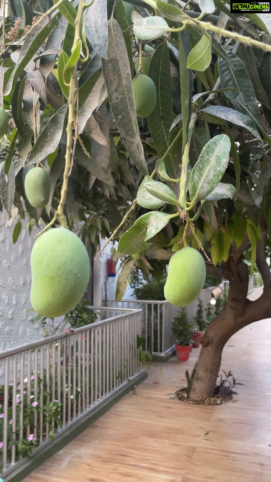 Aditi Chengappa - 487 Likes - 🥭 🥭 🥭 under the shade of mango trees
.
.
.
#mango #mangomango #trees #ilovetrees #nature #naturelovers #reels #relax #calm #meditate