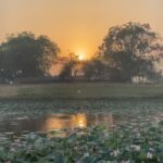 Aditi Chengappa Instagram - Serenity 🪷 . . . #lotus #lotuspond #divine #calm #serene #meditate #reels #soothing #relax #delhi #naturelovers Delhi, India