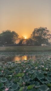 Aditi Chengappa Instagram - Serenity 🪷 
.
.
.
#lotus #lotuspond #divine #calm #serene #meditate #reels #soothing #relax #delhi #naturelovers