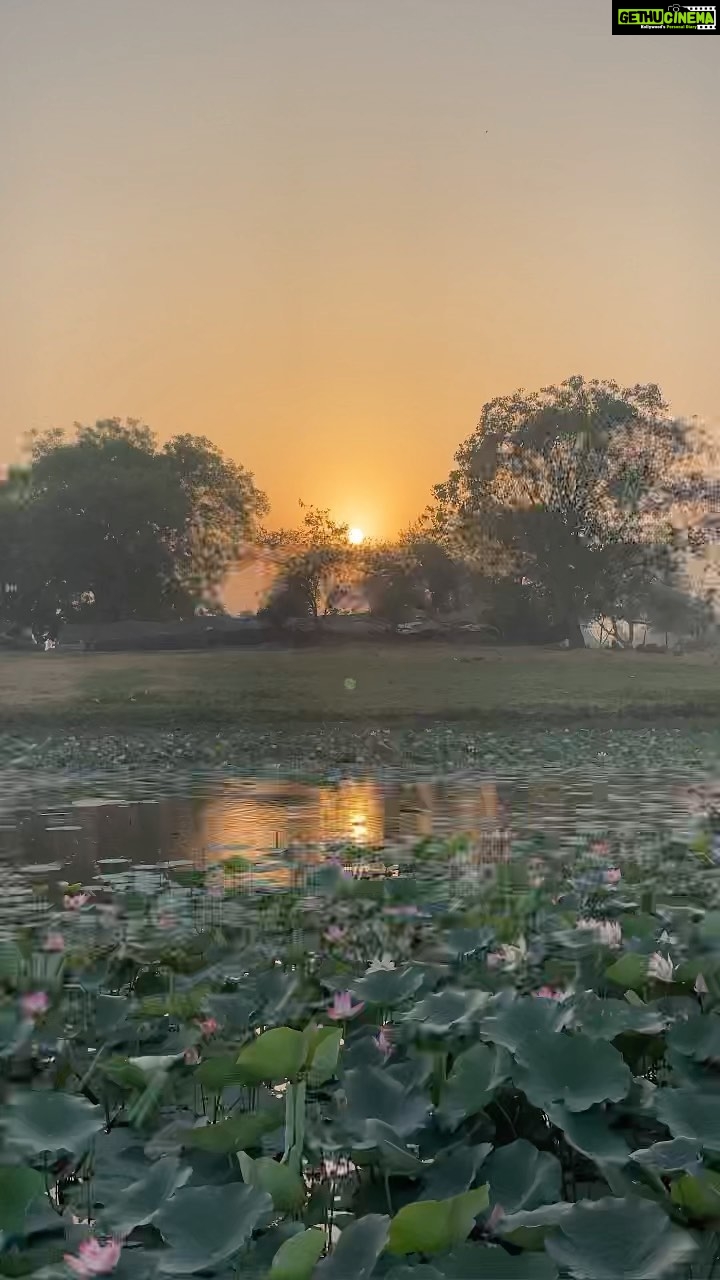 Aditi Chengappa - 173 Likes - Serenity 🪷
.
.
.
#lotus #lotuspond #divine #calm #serene #meditate #reels #soothing #relax #delhi #naturelovers